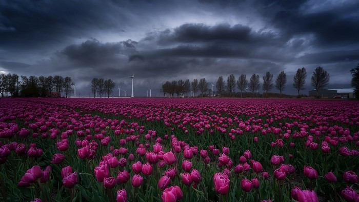 Field of purple tulips in the Netherlands with windmills