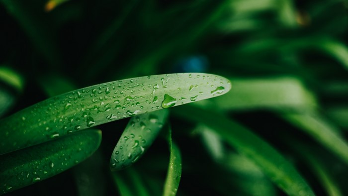 4K Water Drops on Green Leaves