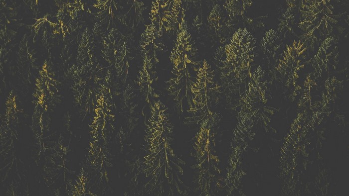 Aerial view of a dense forest canopy
