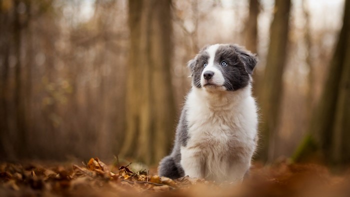 Puppy with blue eyes in autumn forest