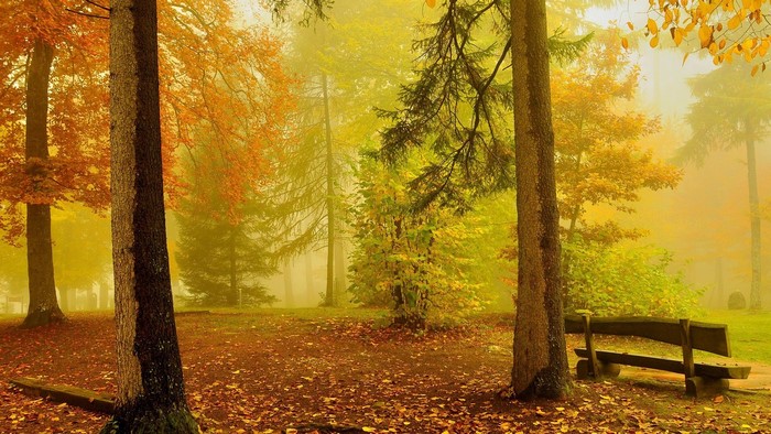 Autumn forest with fallen leaves and a bench