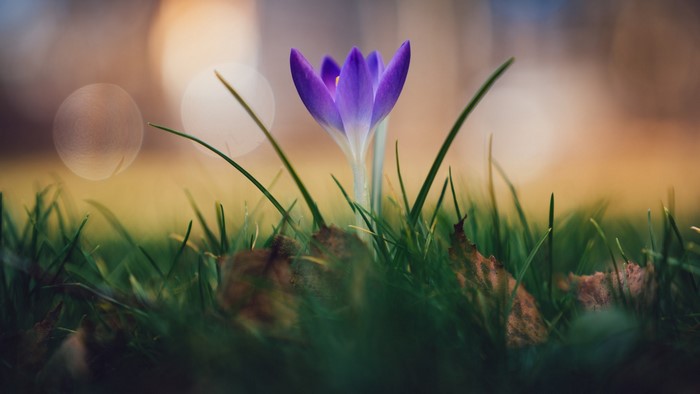 Purple Crocus Flower in Green Grass