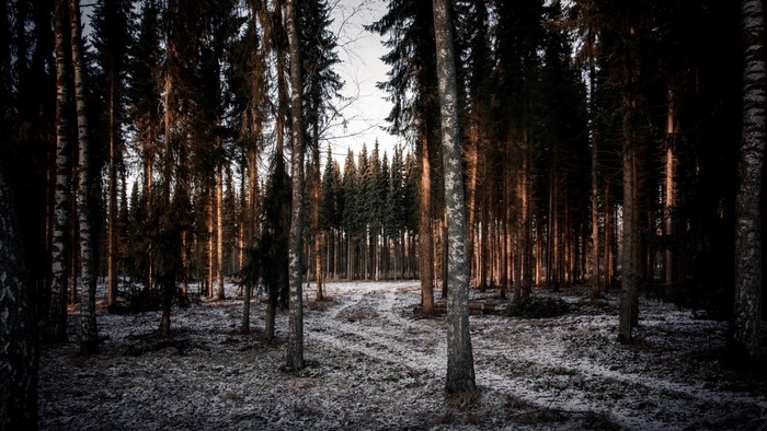 Winter forest with snow on the ground