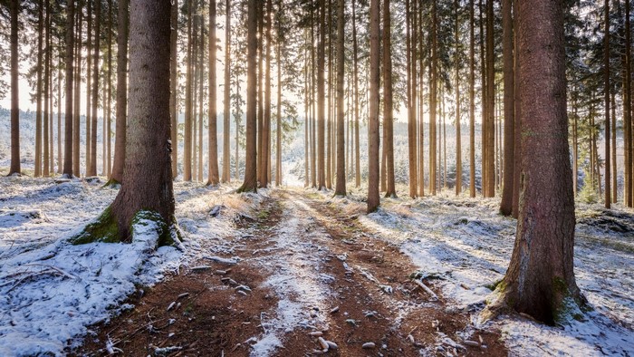 Winter forest path with sunlight