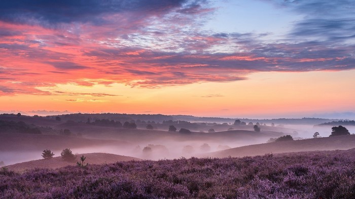 Sunrise over heather fields in the Netherlands