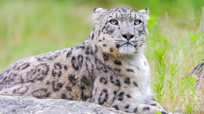 Snow Leopard resting on a rock