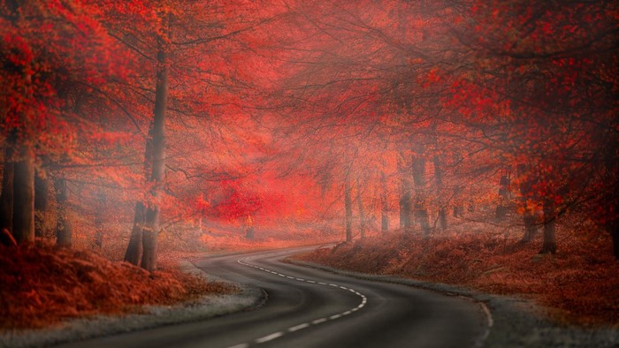 Autumn road through a forest with red leaves
