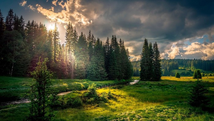 Sunlight streams through a forest onto a green meadow