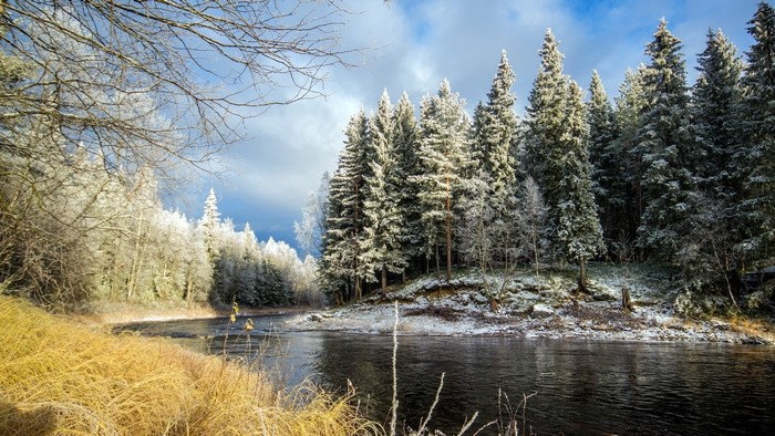 Winter forest with river and frost-covered trees