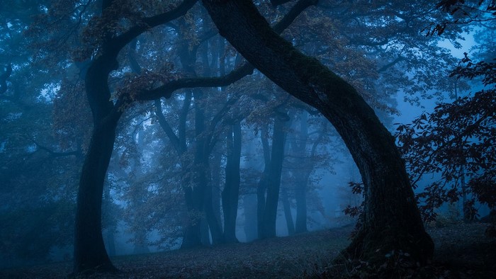 Misty Forest with Large Trees