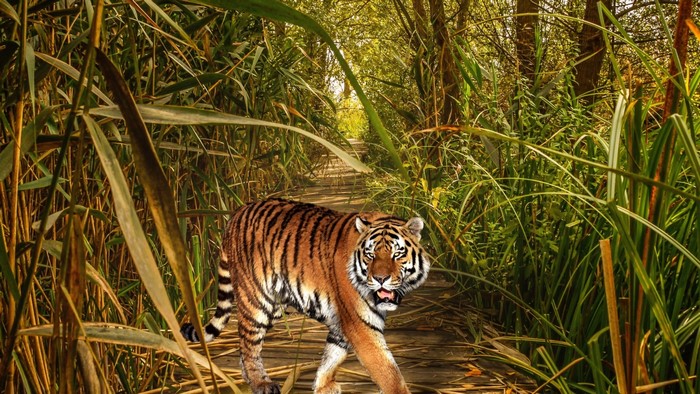 Tiger walking on a wooden path in a forest