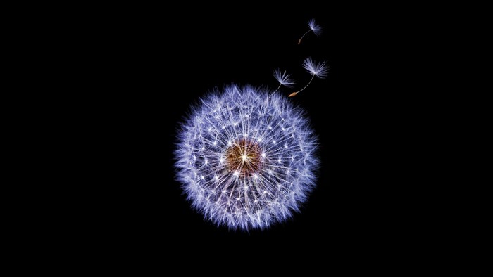 Dandelion with seeds blowing in the wind