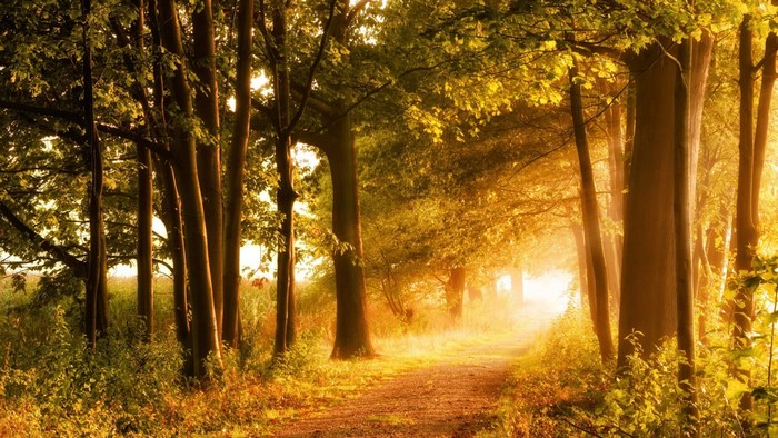 Path through a sunlit autumn forest