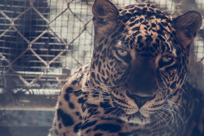 Leopard in a cage