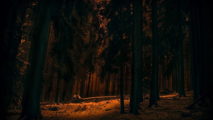 Dark forest with orange light filtering through trees