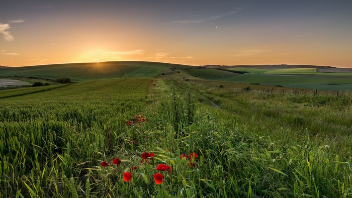 Rolling green hills at sunset with poppies