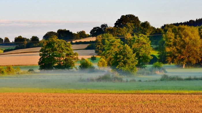 Morning mist over fields with trees