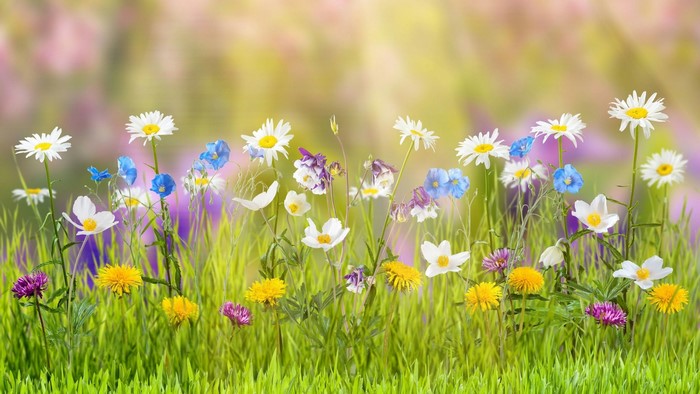 Colorful wildflowers in a sunny meadow