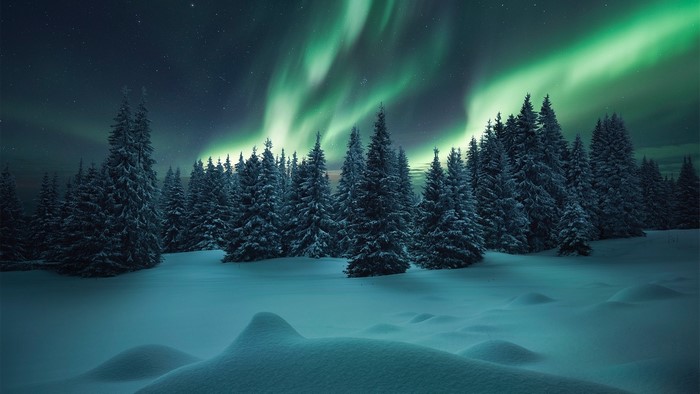Northern lights over a snowy forest