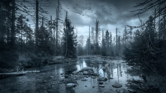 Gloomy forest with a stream and birds flying