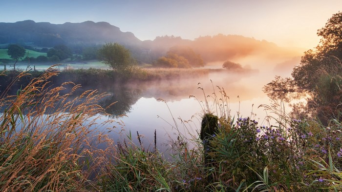 Misty lake at sunrise with reeds in foreground