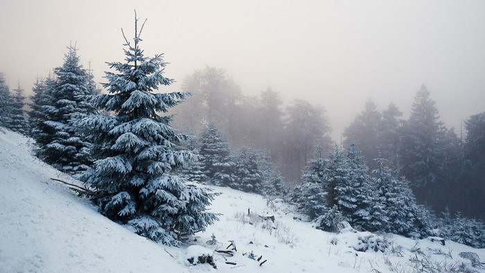 Snow-covered pine trees in a foggy forest