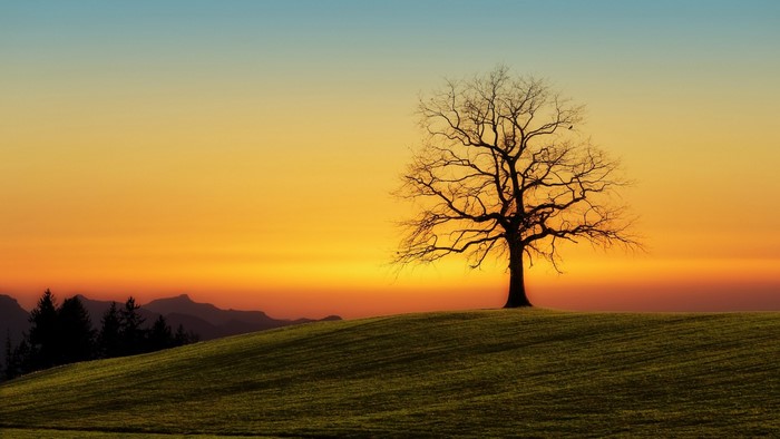 Bare tree on a grassy hill at sunset