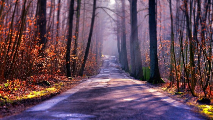 Autumn road through a forest