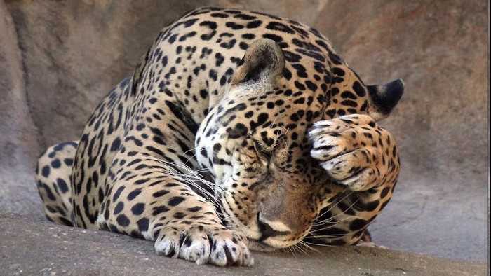 Jaguar resting its head on its paw