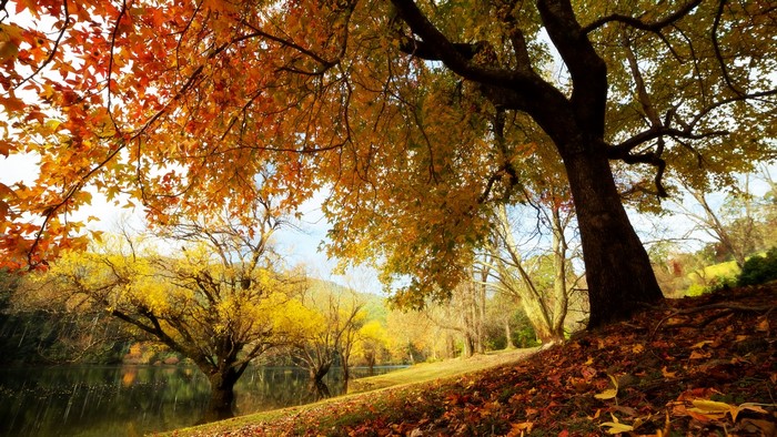Autumn trees by a lake with fallen leaves