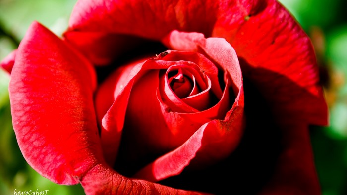 Close-up of a red rose flower