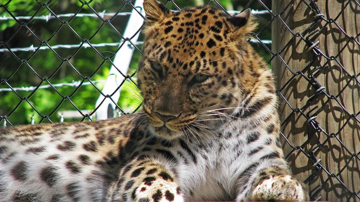 Leopard resting behind a fence