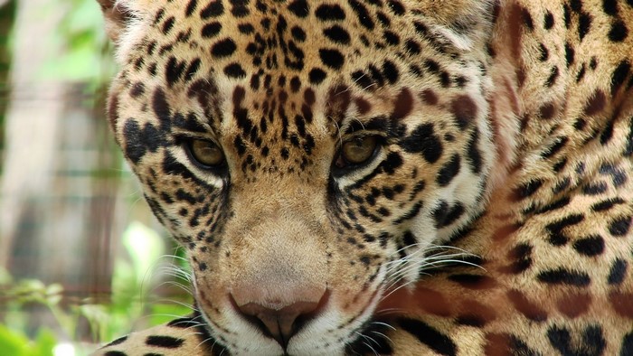 Close-up of a Jaguar's Face