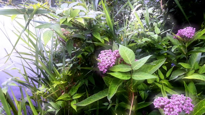 Pink flowers and green plants by water