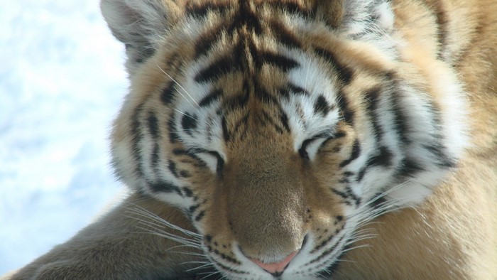 Close-up of a sleeping Siberian Tiger
