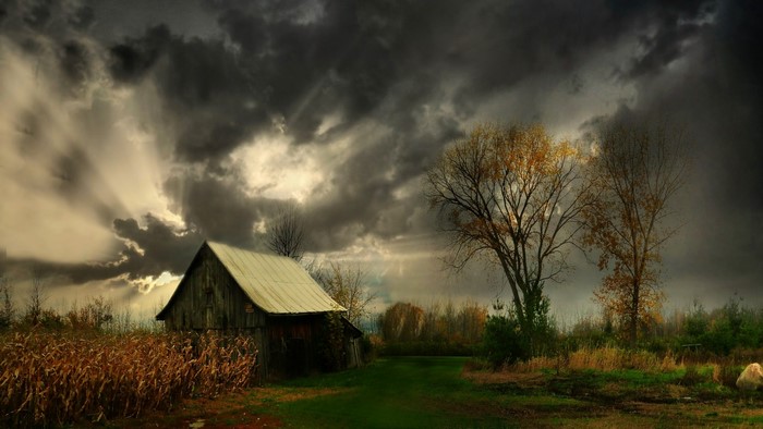 Barn in a stormy landscape with cornfield