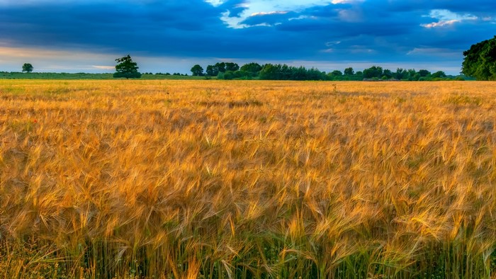 Golden wheat field under a dramatic sky