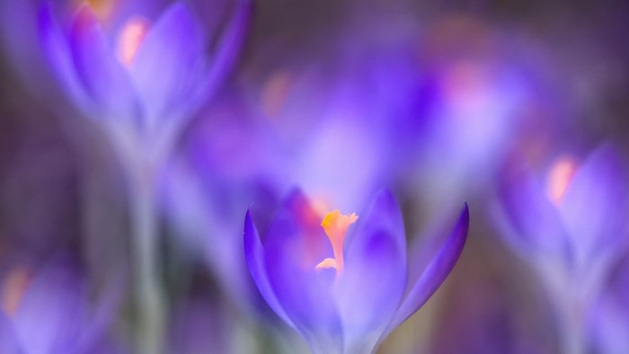 Purple Crocuses in Soft Focus