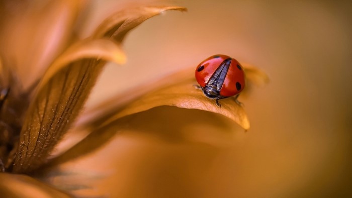 Ladybug on a brown petal