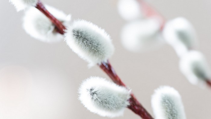 Willow branch with soft catkins