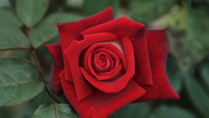 4K Red Rose