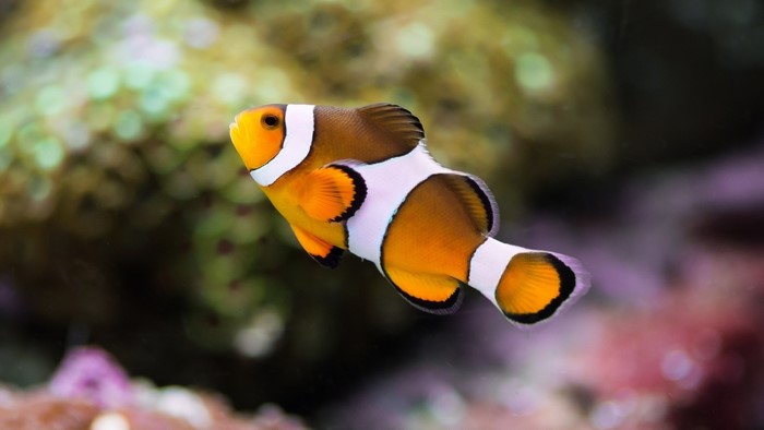 Clownfish swimming in aquarium