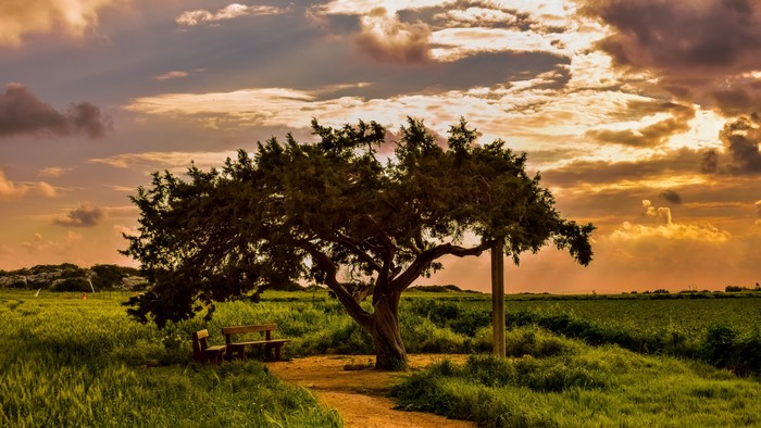 Tree and bench at sunset