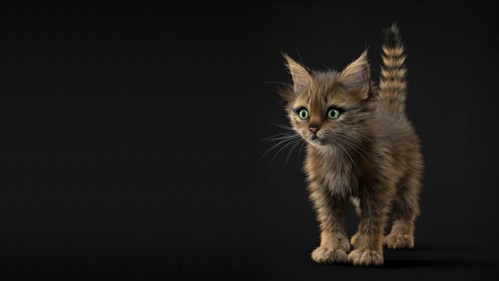 A fluffy kitten with green eyes on a black background