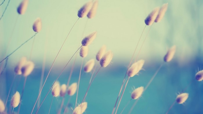 Soft focus bunny tails grass