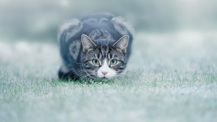 A tabby cat crouches in the grass
