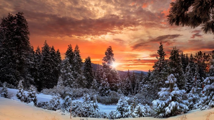 Snowy forest at sunset