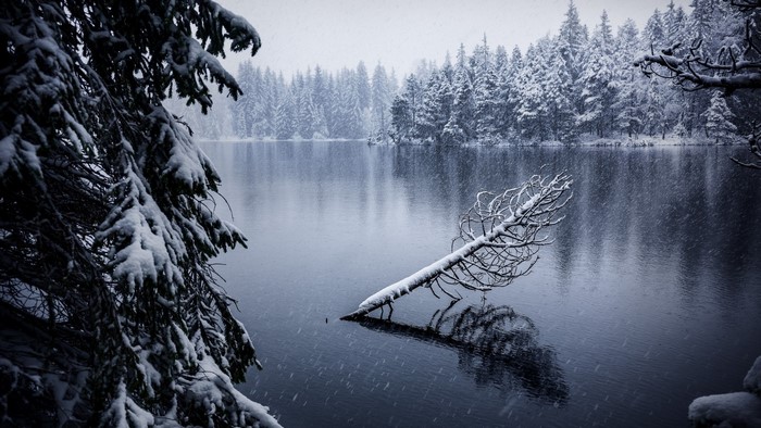 Snowy lake with fallen tree and pine forest