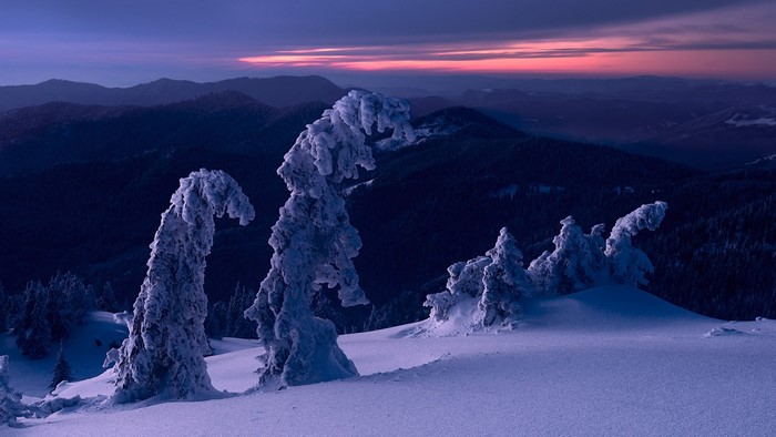 Snow-covered trees at dusk in mountains