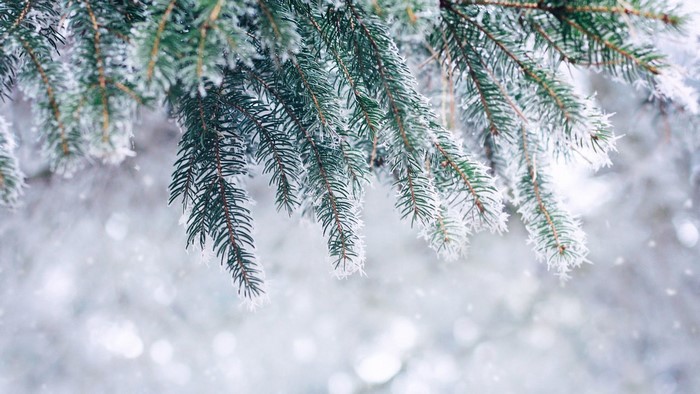 Winter scene with frosted pine branches